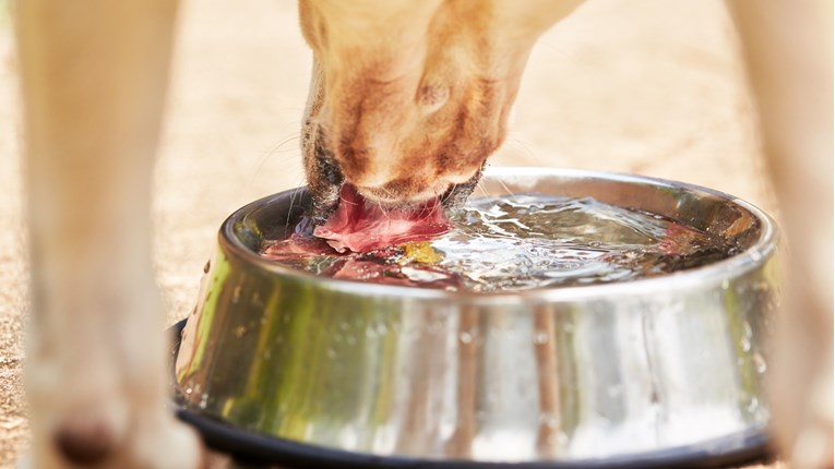 Saznajte koliko vode je potrebno psima da bi ostali zdravi