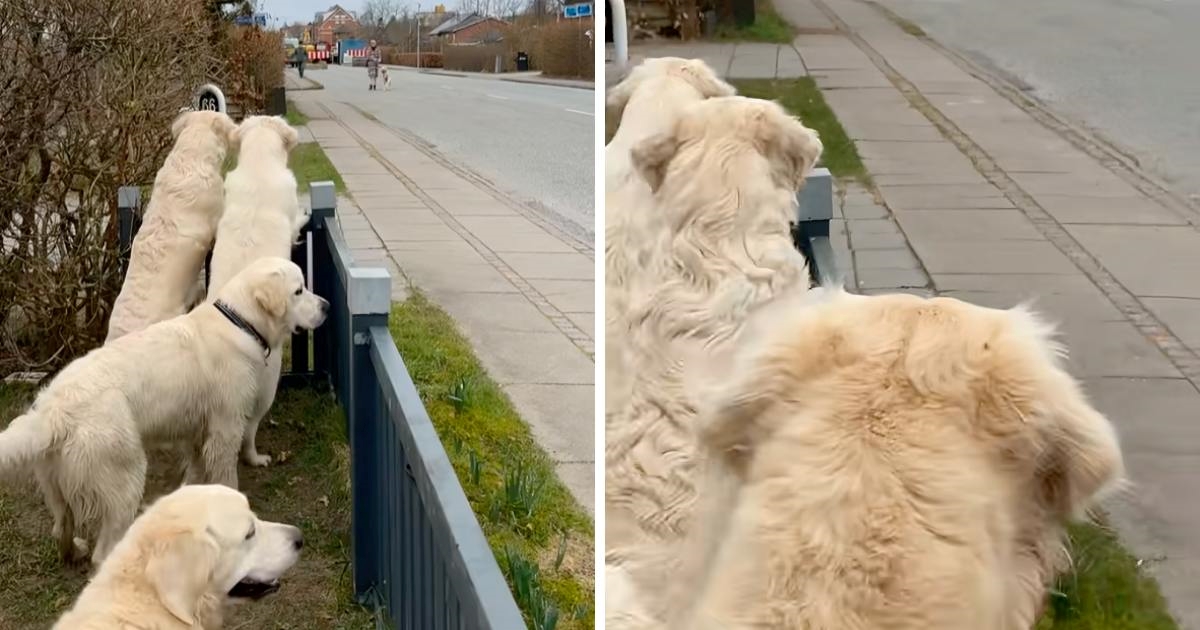 Zlatni retriveri čekaju prijatelja da dođe na igru. Slatki prizor nasmijao mnoge