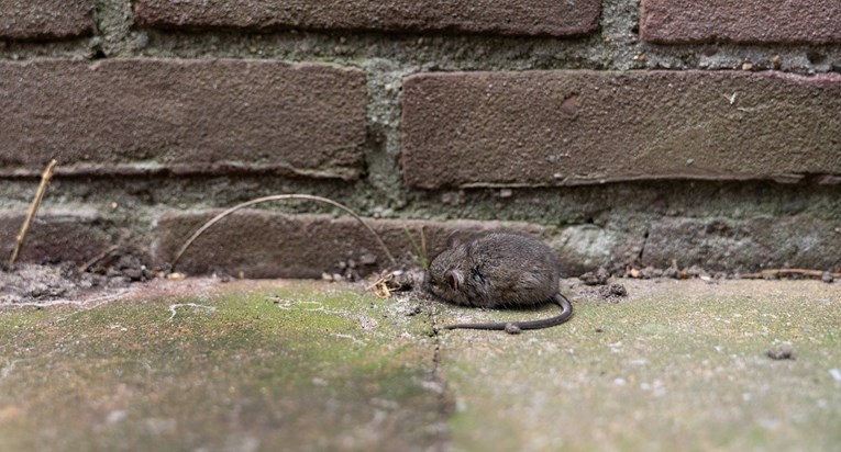 Ulice mjesta kod Rijeke pune mrtvih miševa