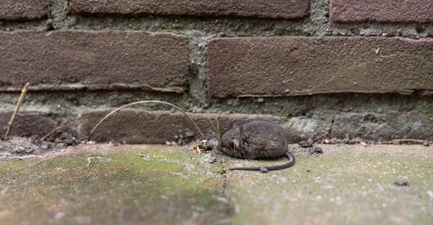 U dijelovima Hrvatske pojavila se mišja groznica, nekoliko desetaka ljudi zaraženo