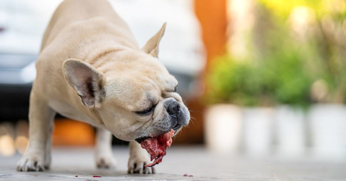 "Vaš pas nije vuk": Veterinar objasnio zašto ljubimcu nikad ne bi dao sirovo meso