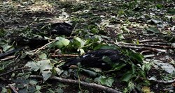 VIDEO Jučerašnja tuča u Požegi ubila je na stotine ptica