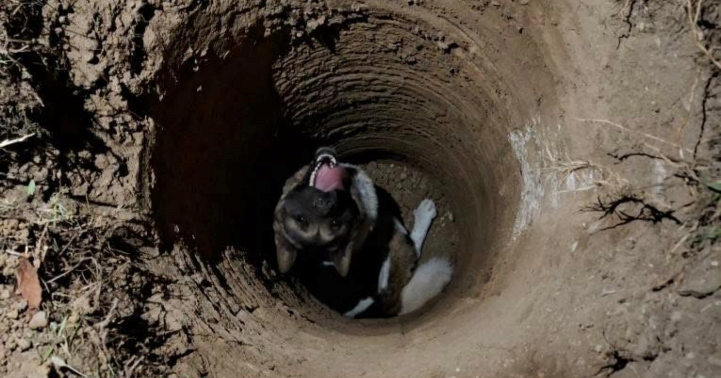 Petrinjski vatrogasci spasili psa koji je upao u rupu u ulici