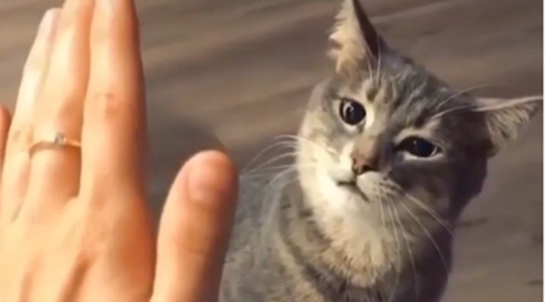 Djevojka je pokušala svojoj mački "dati pet", njena reakcija ju je iznenadila