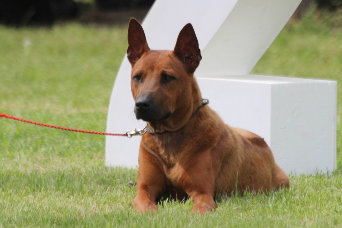 Rijetka egzotična pasmina koja plijeni poglede: Tajlandski gonič ima uzgajivača u RH