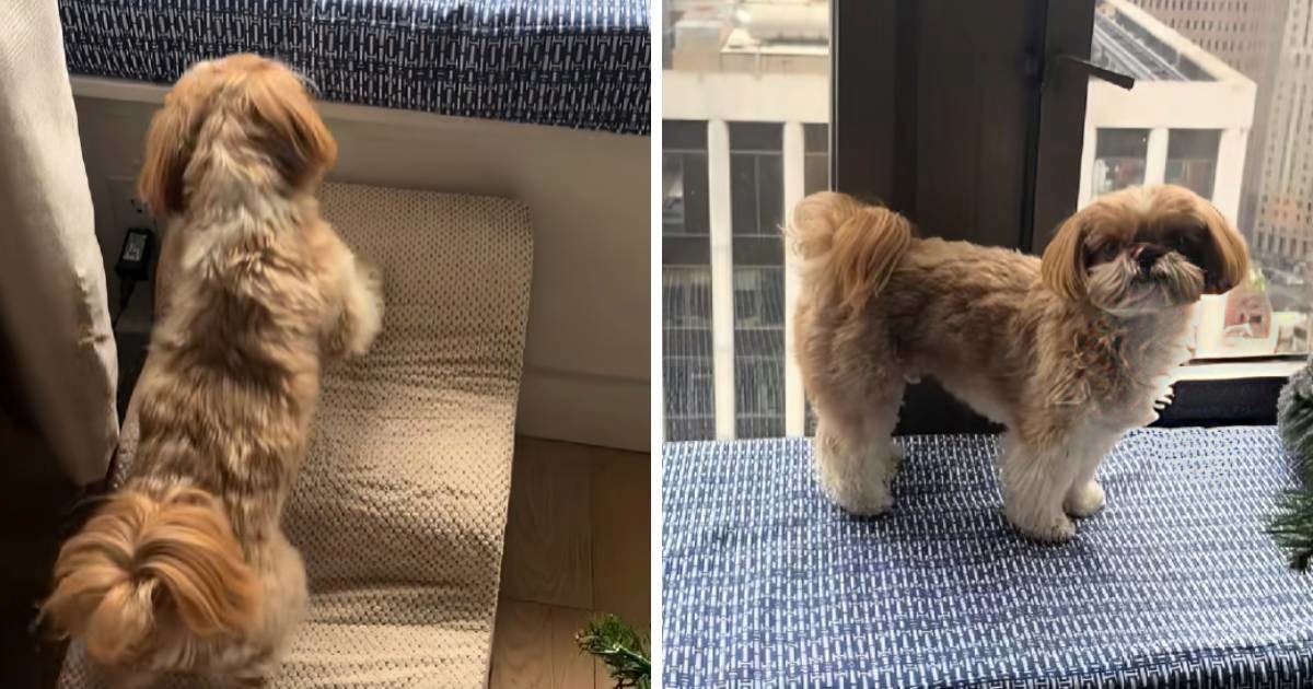 Vlasnica pokušala naučiti svog psa da koristi nove stepenice, video je hit