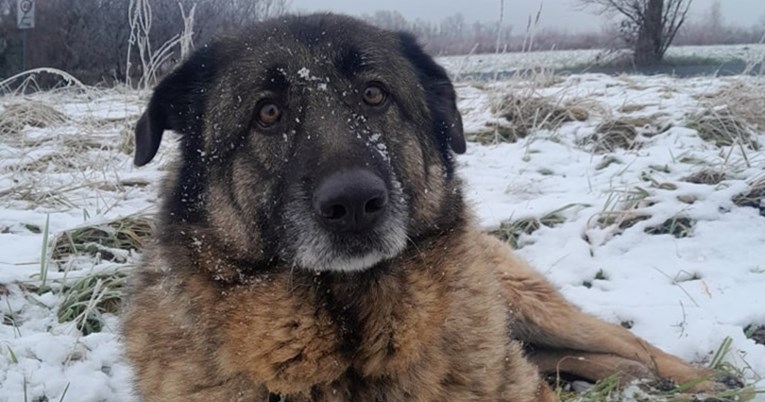 Velika maza Celeste-Dea s nestrpljenjem čeka da joj netko da priliku koju zaslužuje