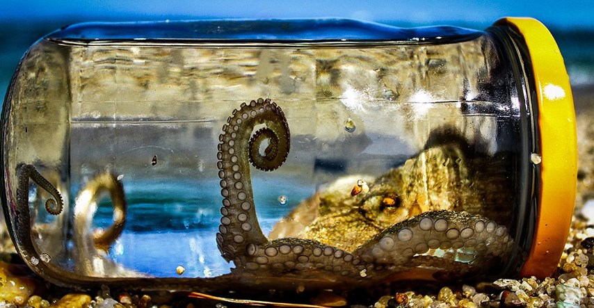 Pokretanje prve farme hobotnica diglo uzbunu među znanstvenicima