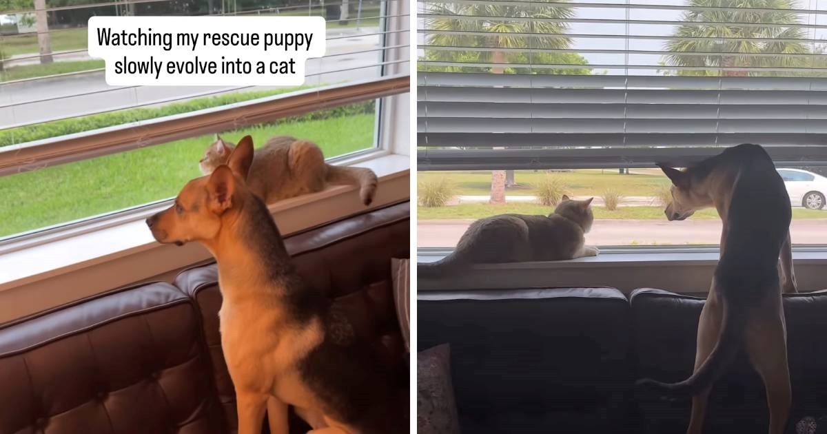 Ovaj pas misli da je mačka: Njegovi pokušaji sjedenja na prozoru su preslatki