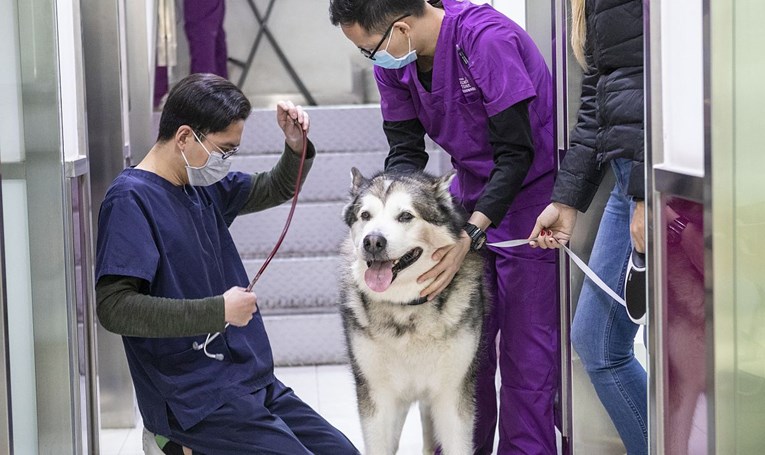 Pas u Hong Kongu blago pozitivan na koronavirus, ne zna se je li zaražen