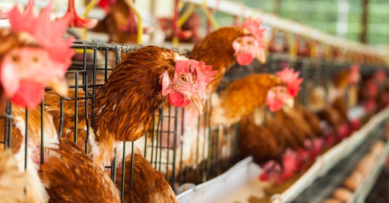 Ptičja gripa pojavila se u tri hrvatske županije: "Bit će manje pataka za Božić"