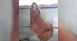 VIDEO Ispričao kokoši najgluplji vic, njezina reakcija postala hit