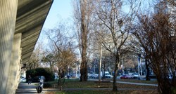 FOTO Vidite li što je zapelo na ovom drvetu u Zagrebu?