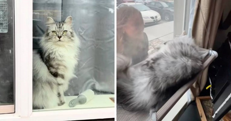 Žena se vratila s putovanja, reakcija njezinog mačka osvojila je srca gledatelja