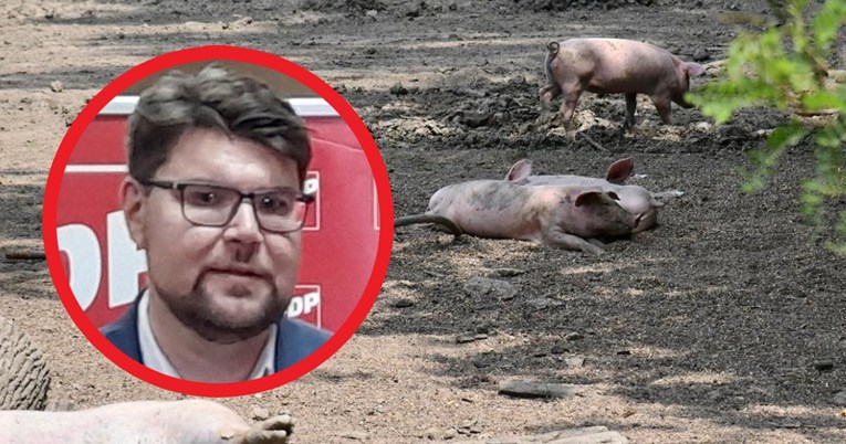 Grbin: Vlada je zakazala u slučaju svinjske kuge
