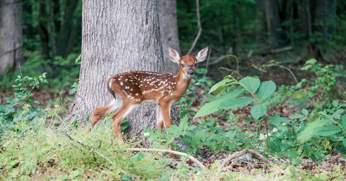 Lovci: Ne dirajte mladunce koje pronađete u prirodi