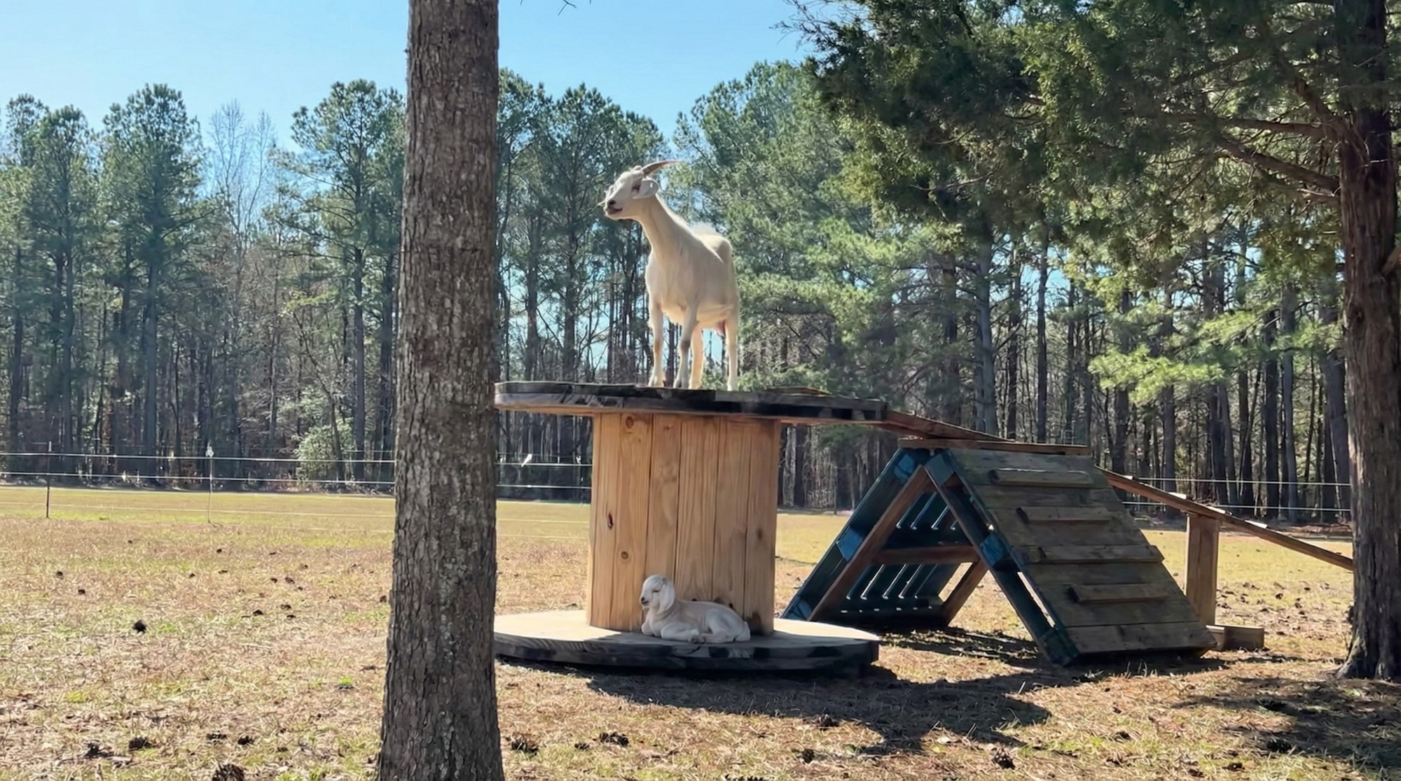 Video u kojem mama koza panično traži svoje jare (koje je ispod nje) raznježio ljude