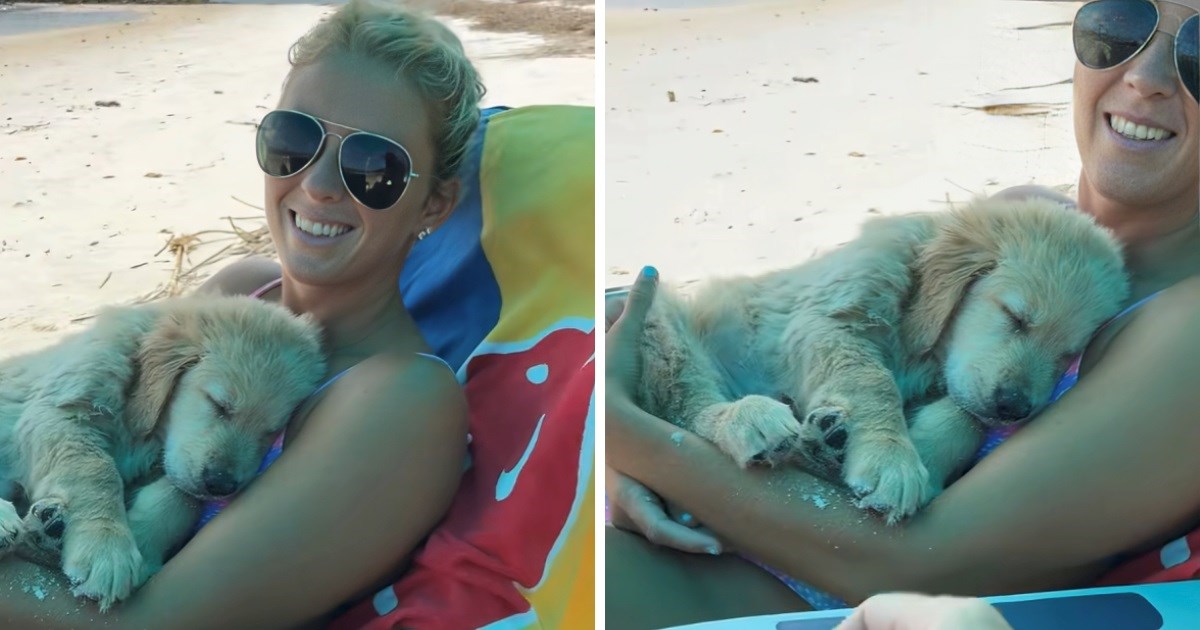 Štene zlatnog retrivera zaspalo u naručju vlasnice nakon cijelog dana igranja