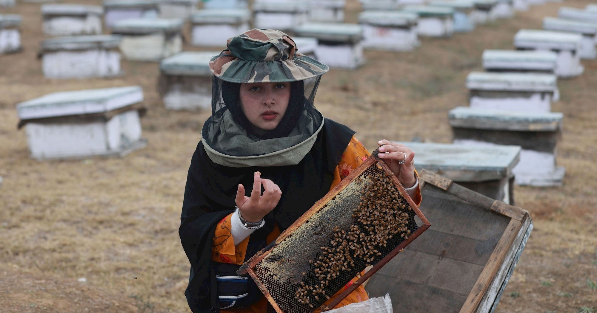 Pčele se suočavaju s novim prijetnjama zbog ratova, ulične rasvjete i mikroplastike