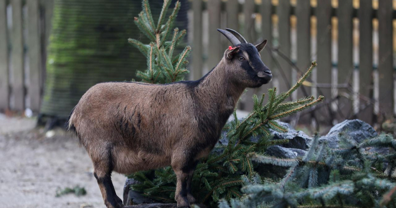 FOTO I VIDEO Raskićena božićna drvca razveselila životinje u zagrebačkom ZOO-u