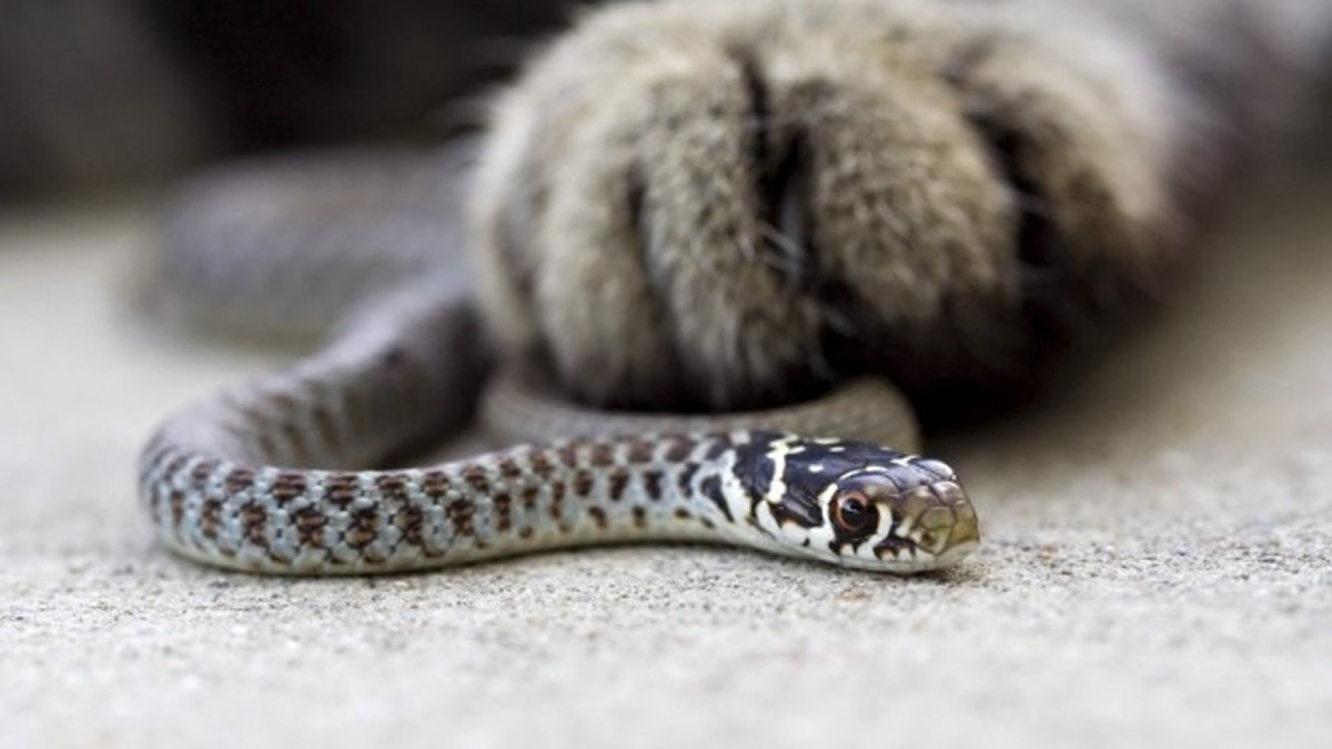 Mačka spasila život vlasnici koju je ugrizla otrovna zmija