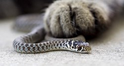 Mačka spasila život vlasnici koju je ugrizla otrovna zmija