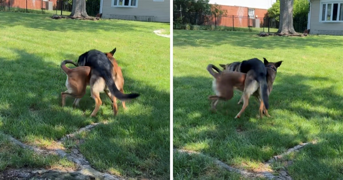 Dva ovčara se igrala pa zaglavila na smiješan način. Video nasmijao mnoge