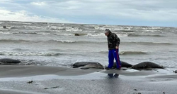 Na ruskoj obali pronađeno 2500 mrtvih tuljana