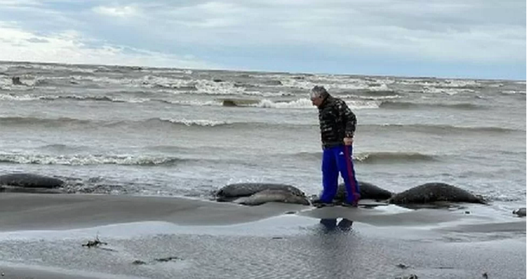 Na ruskoj obali pronađeno 2500 mrtvih tuljana