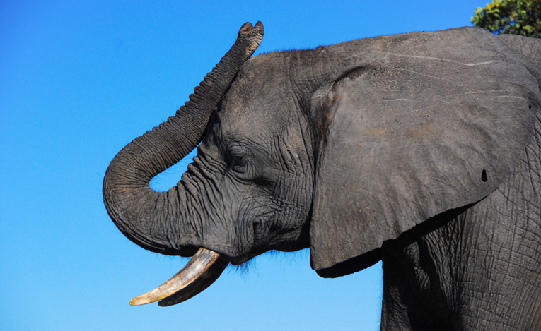 Slonovima u poljskom ZOO-u će davati marihuanu da se smire jer su pod stresom