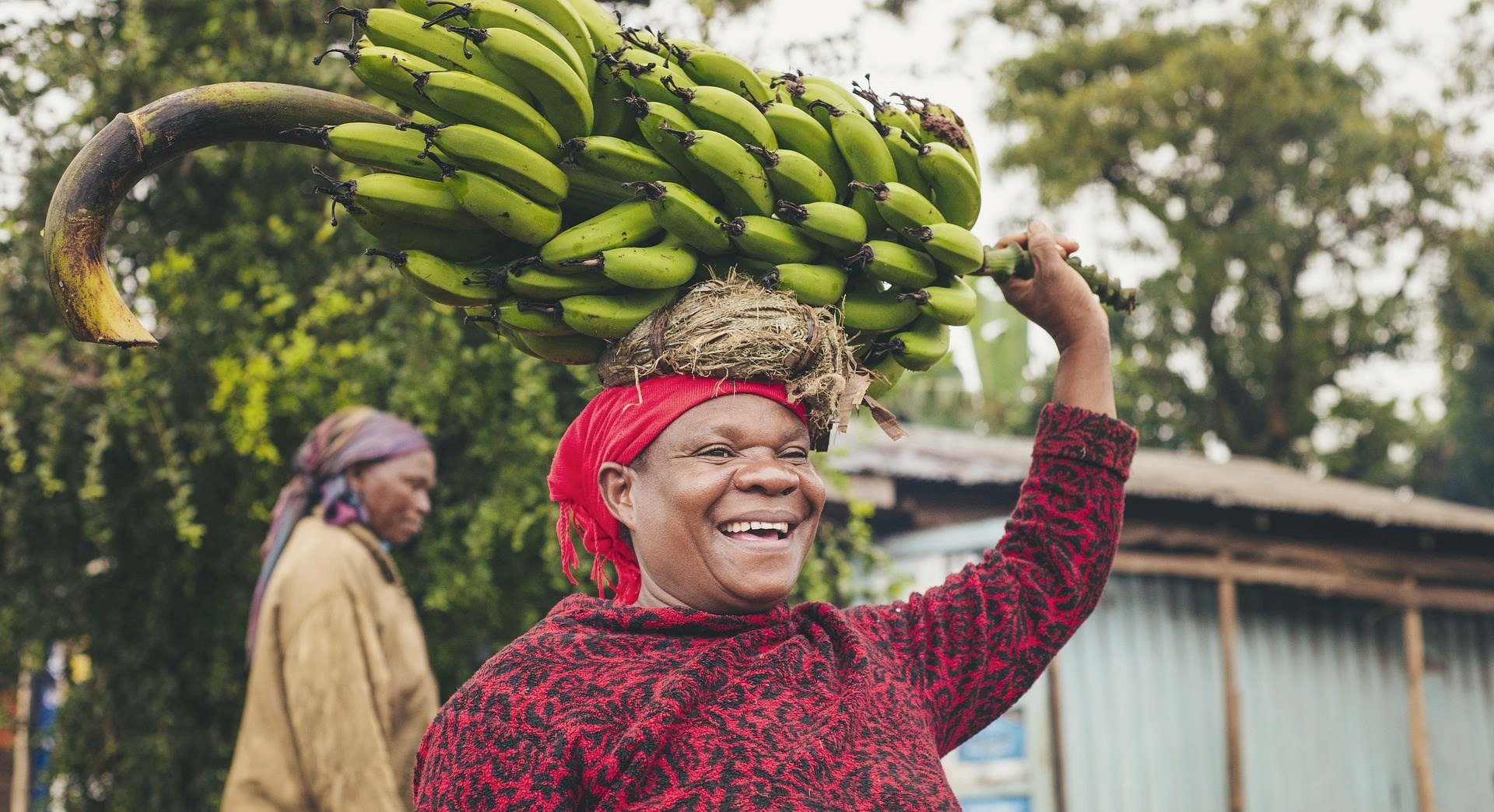 Tržište banana je ugroženo prijetnjom gljivice poznate kao panamska bolest