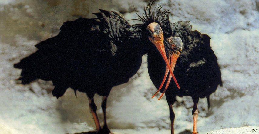 Ćelavi ibis Jonas vratio se u austrijski grad u kojem je rođen. Druži se s vršnjacima