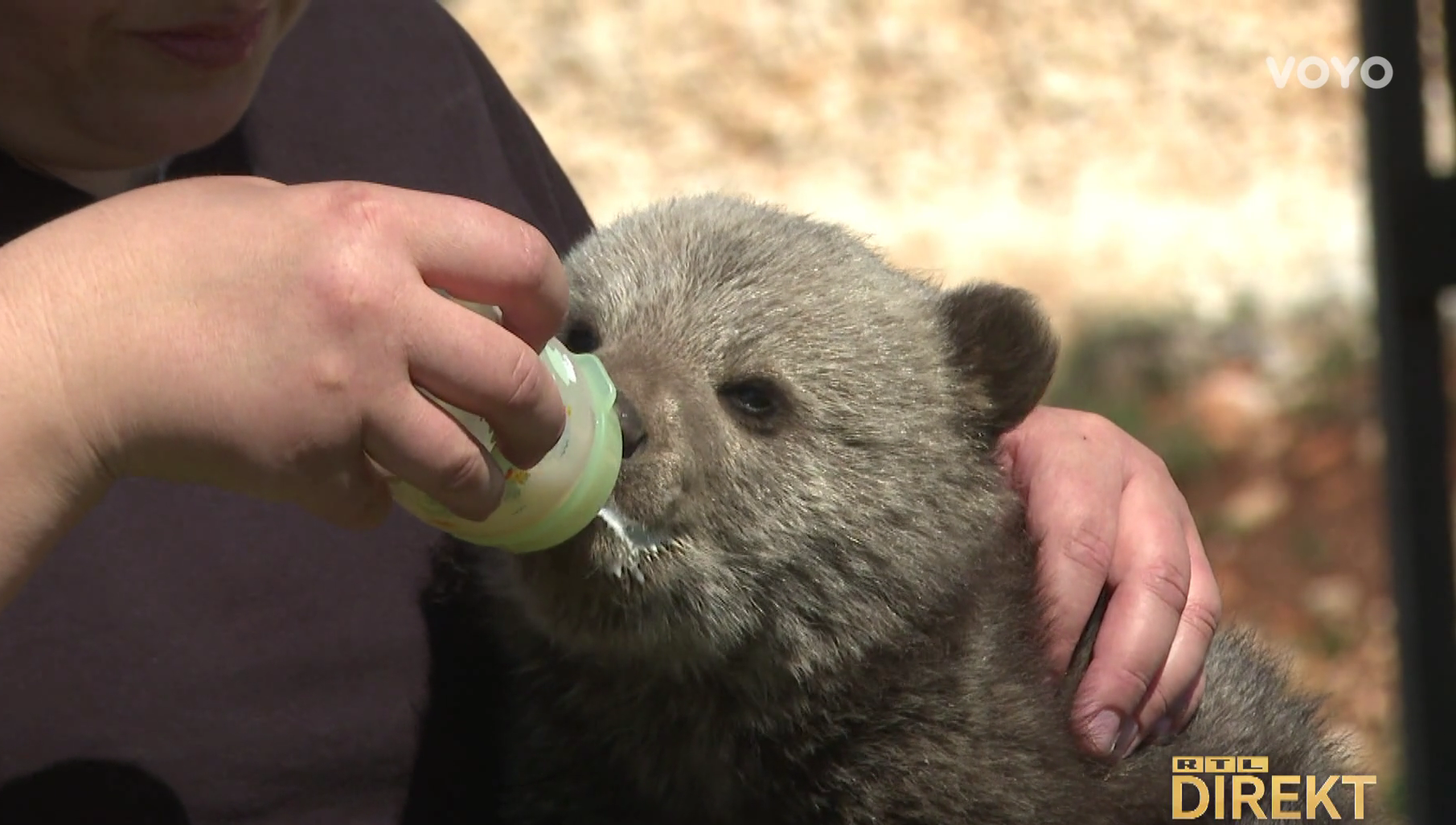 Medo na Uskrs zalutao u dvorište obitelji na Plitvicama. O njemu se sad brine Macola