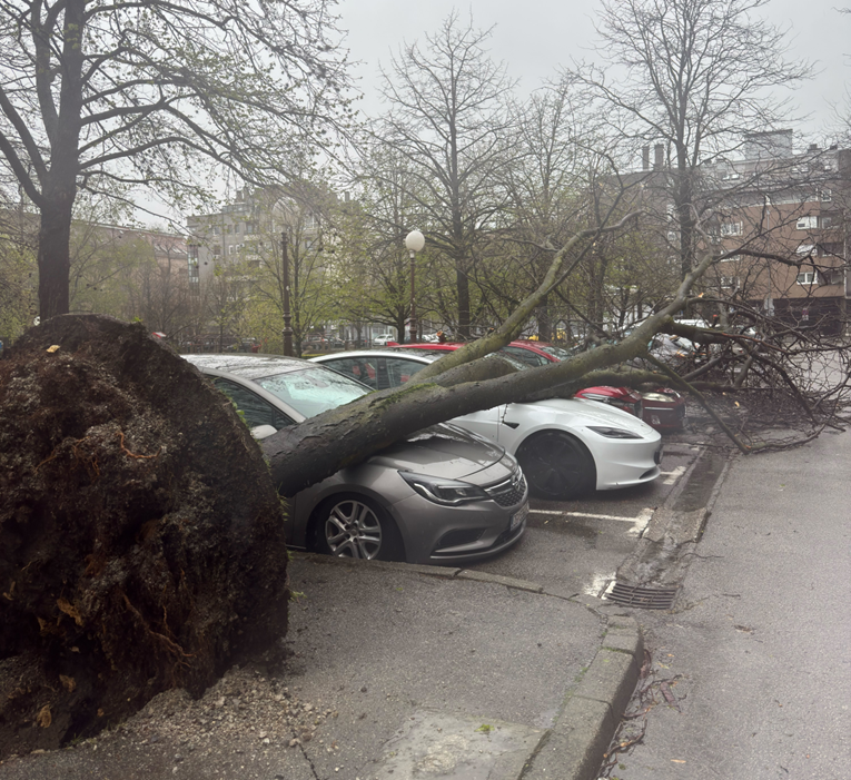 FOTO Vjetar u Zagrebu iščupao ogromno drvo, palo na automobile