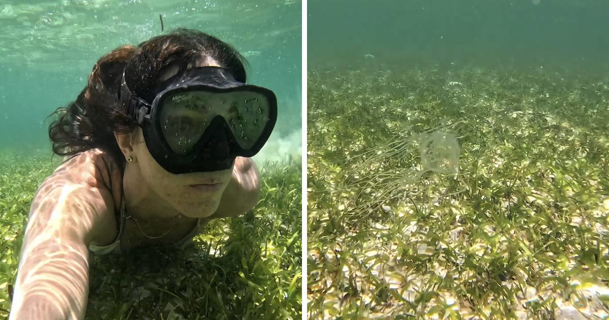 Plivala na skrivenoj plaži pa ugledala jedno od najotrovnijih morskih stvorenja