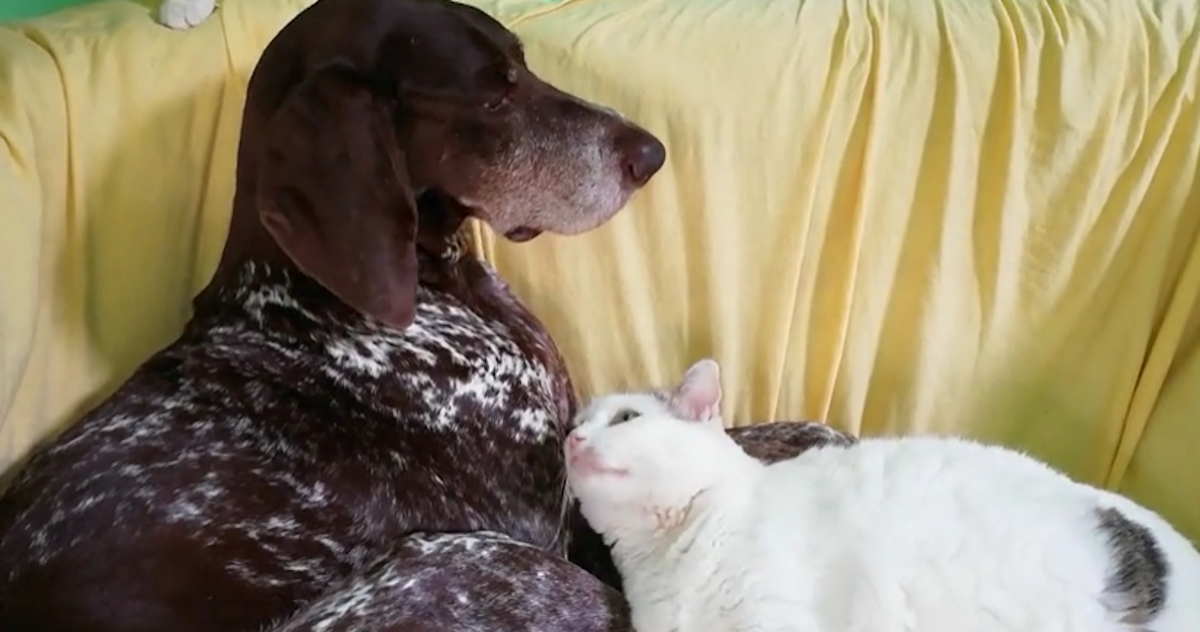 Maca došla do psa kako bi se mazili, njegova reakcija na to je urnebesna