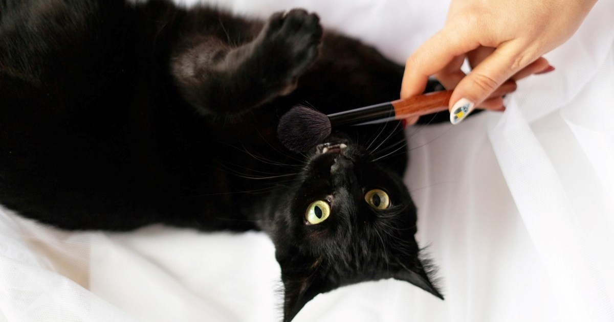 Veterinarka otkriva kako očistiti mačku koja se boji vode