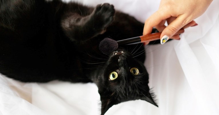 Veterinarka otkriva kako očistiti mačku koja se boji vode