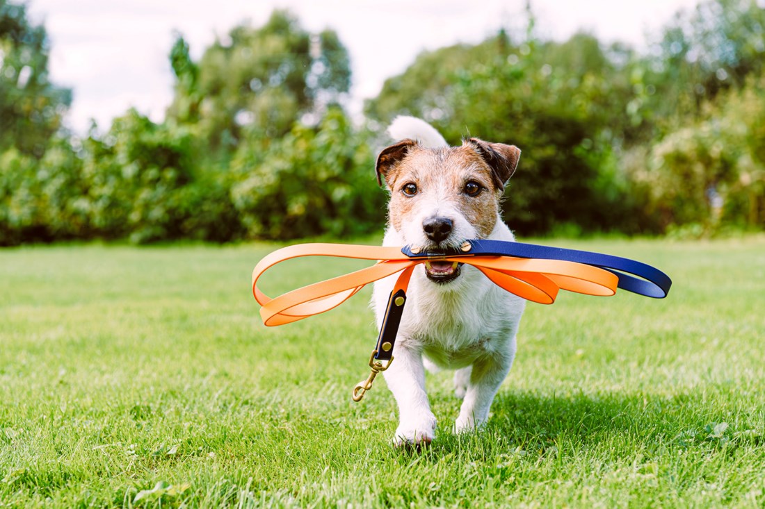 Koliko dugo treba šetati psa? Ovisi o dobi