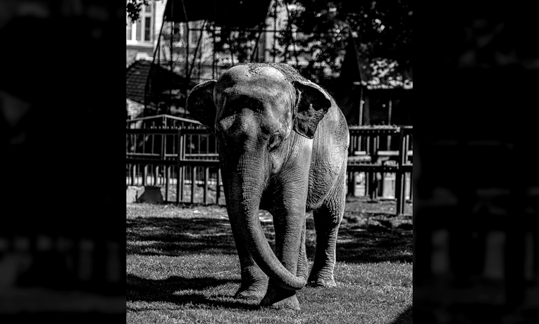 Omiljena slonica Tvigi iz beogradskog ZOO-a uginula u 58. godini