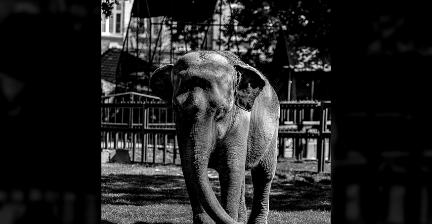 Omiljena slonica Tvigi iz beogradskog ZOO-a uginula u 58. godini