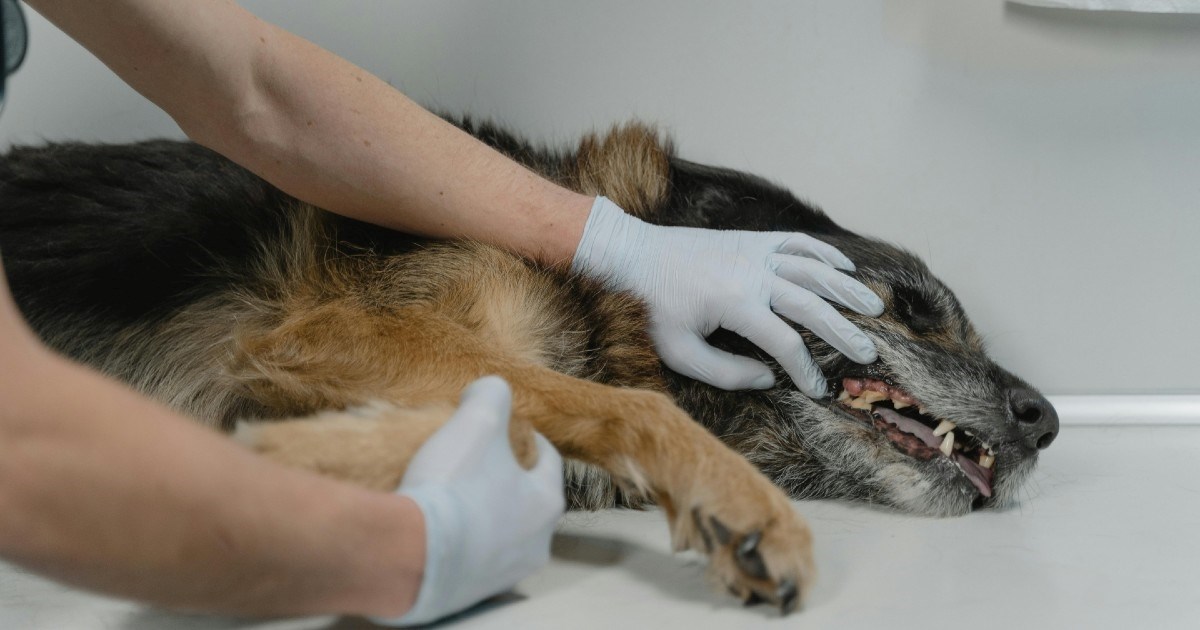 Najčešći simptomi otrovanja kod pasa i mačaka na koje vlasnici trebaju pripaziti