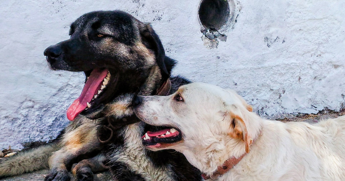 Želite nabaviti psa? Jednu važnu stvar mnogi budući vlasnici zanemare
