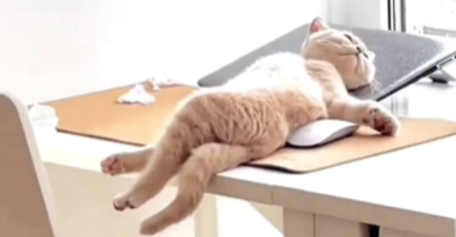 VIDEO Ova mačka je zaspala u zaista neobičnoj pozi