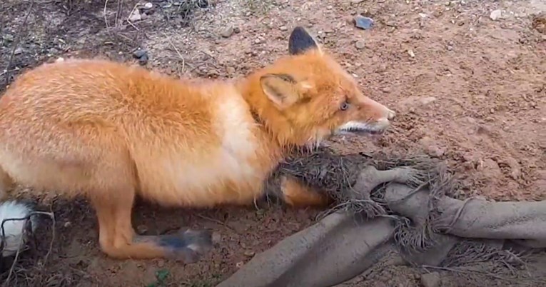 Pronašli zapetljanu lisicu, vratili se kući po nož i pomogli joj da se oslobodi