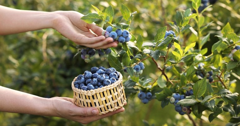 Kad jesti borovnice da tijelo najbolje iskoristi njihove antioksidanse