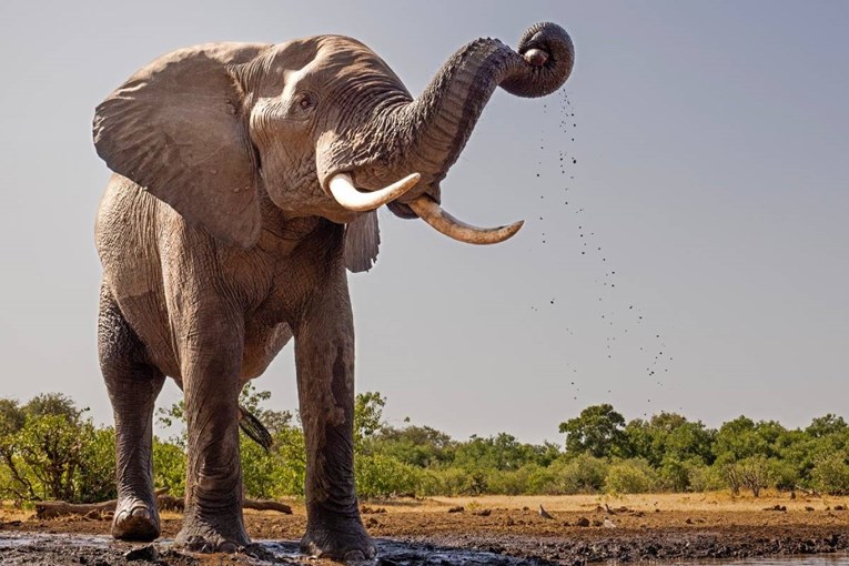 U Africi izašao iz auta i krenuo prema slonovima, htio ih snimiti. Oni ga pregazili