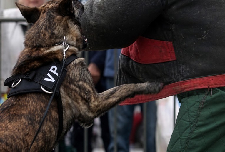 Skandal u zatvoru: Službeni pas vojne policije ugrizao pravosudnog policajca