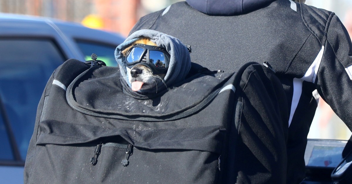 FOTO Pas s kapuljačom i naočalama privukao pažnju na splitskim ulicama