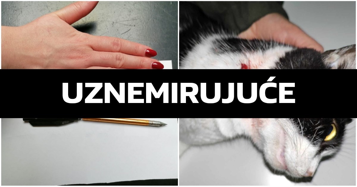UZNEMIRUJUĆE Manijak u Pazinu samostrelom pogodio mačku